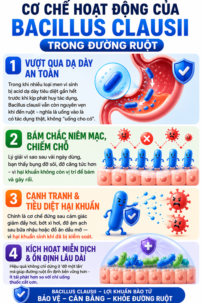 Cơ chế hoạt động của Bacillus Clausii trong đường ruột